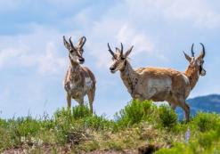 Pronghorns in Yellowstone Pronghorns in Yellowstone