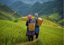 Sapa