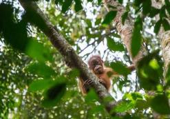Gunung Leuser Orang Oetan Reservaat