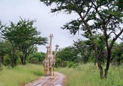Ben Lavin Nature Reserve (Louis Trichardt)