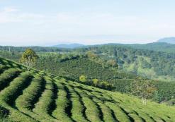 Thai Nguyen theeplantage