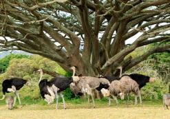 Addo Nationaal Park