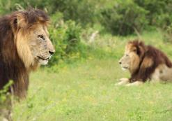 Addo Nationaal Park
