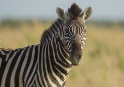 Dolomite Camp (West Etosha) Dolomite Camp (West Etosha)