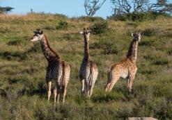 Inkwenkwezi Game Reserve