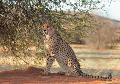 Okonjima Natuurreservaat