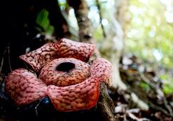 Rafflesia in Belum Rainforest Rafflesia in Belum Rainforest