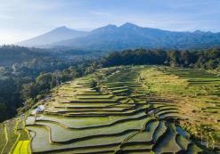 Rijstvelden vlakbij Mt. Rinjani