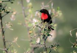 Vele vogelsoorten Waterberg