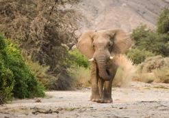 Olifant in Damaraland