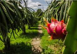 VN_AL_Dragon Fruit Plantation