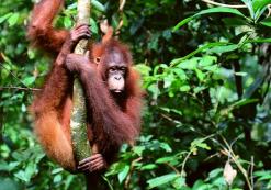 Orang Oetan in het wild Orang Oetand in het wild