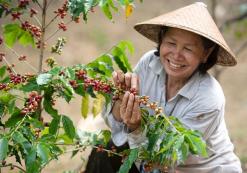 VN_AL_Koffieplantage