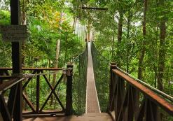 Taman Negara Canopy Taman Negara Canopy