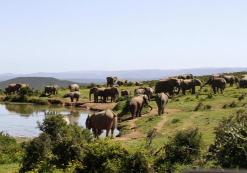 Addo Nationaal Park
