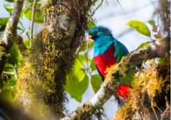 Quetzal