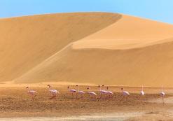 Flamingo's in de Kalahari-woestijn