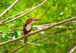 Witkeelijsvogel in Khao Sok Nationaal Park