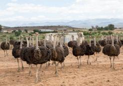 Struisvogels in Oudtshoorn