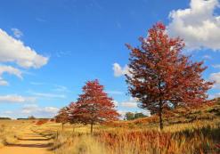 Grasland in Dullstroom