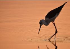 Kruger Nationaal Park
