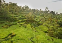 Rijstveld in Tetebatu