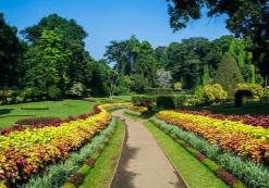 Kandy - botanische tuinen
