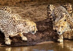 Addo Nationaal Park
