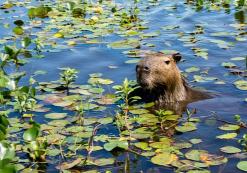 Otter