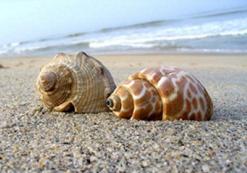 Florida State Park