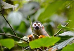 Corcovado Nationaal Park