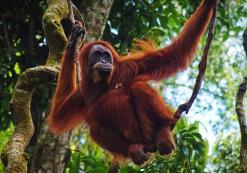 orang-oetan