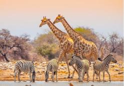 Etosha Nationaal Park Zebra's en giraffen