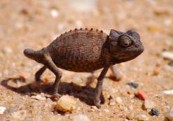 Kalahari-woestijn kameleon Kalahari-woestijn kameleon