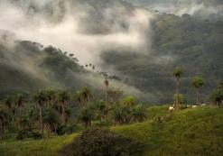 Het nevelwoud van Monteverde