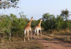 Mkhaya Game reserve