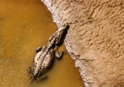 Krokodil in Carara Nationaal Park