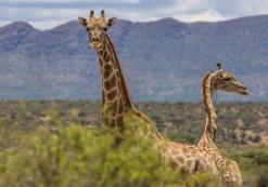 Giraffen Dichtbij Windhoek Giraffen Dichtbij Windhoek