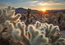 Joshua Tree Joshua Tree