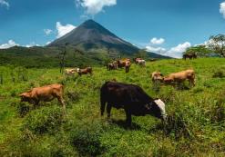 Arenal ranch