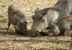 Addo Nationaal Park