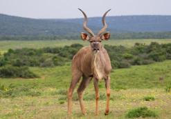 Addo Nationaal Park