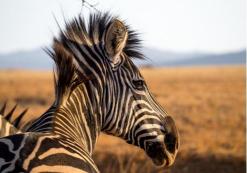 Mlilwane Nationaal Park