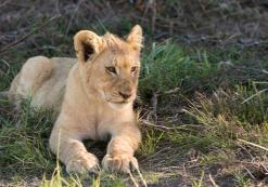 Inkwenkwezi Game Reserve