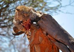 Okonjima Natuurreservaat