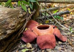 Rafflesia kerrii bloem