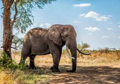 Olifant in Krugerpark