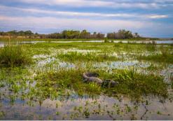 Iberá Wetlands