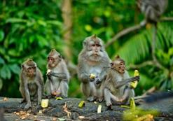 Monkey forest
