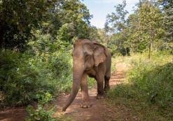 Olifant in Mondulkiri
